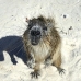 hutia_desmarest_chiq_jar_v_0101_cub2216.jpg